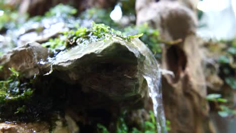 selección enfocada en diseño de paisaje acuático y terrario en un pequeño acuario de vidrio exhibido para el público