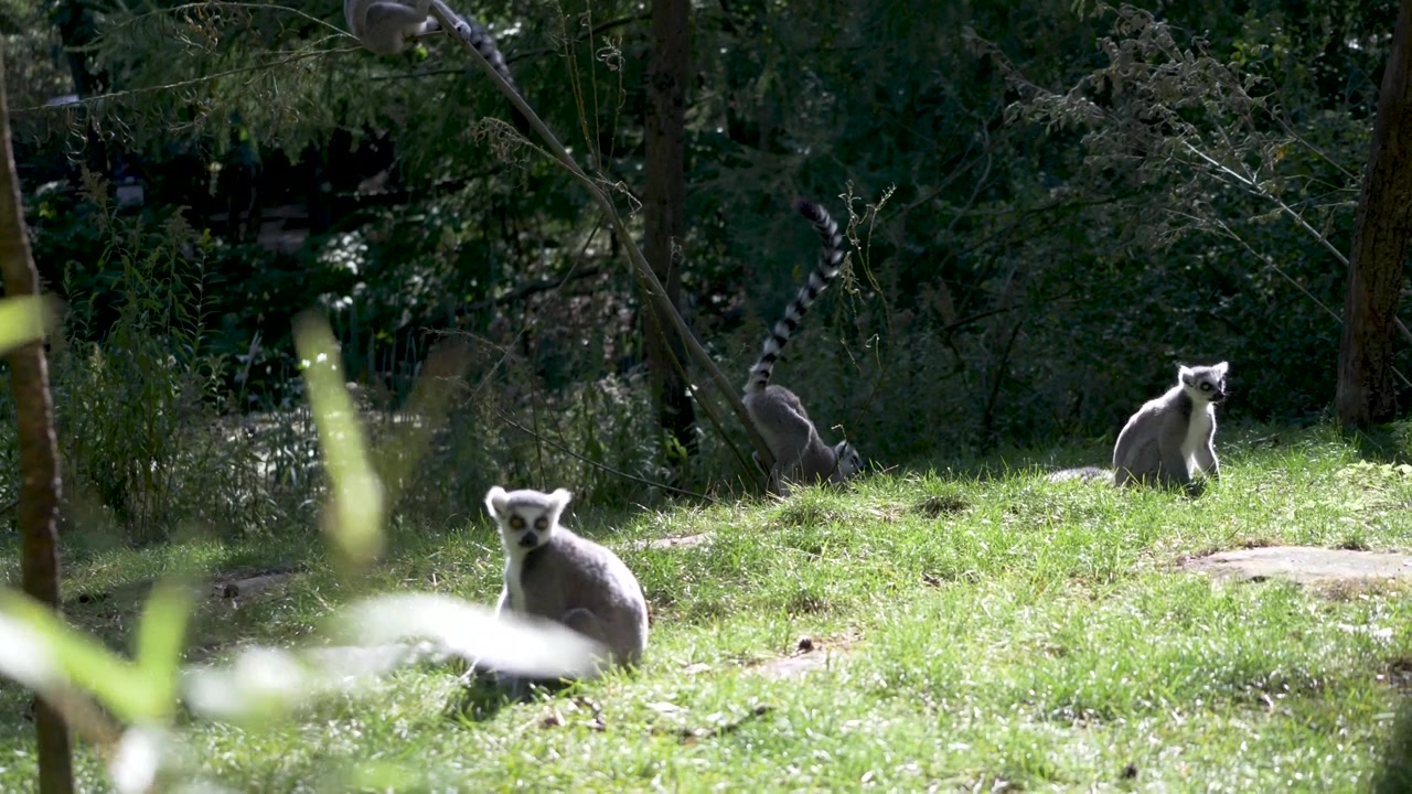 Scimmie Lemur catta (ringstaartmaki) che mangiano e si guardano intorno nella natura sotto il sole 4k.