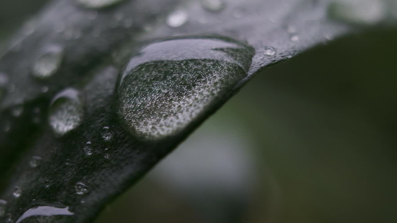 Fresh Raindrops On Surface Of Green Leaf After The Rain