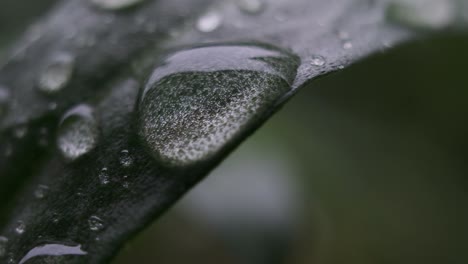 Gotas-De-Lluvia-Frescas-En-La-Superficie-De-La-Hoja-Verde-Después-De-La-Lluvia