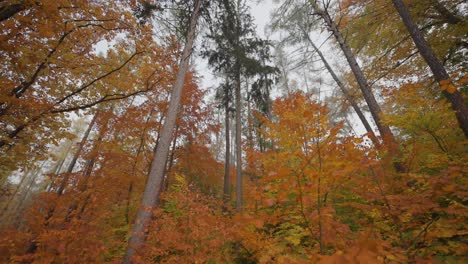 a walk in the autumn forest