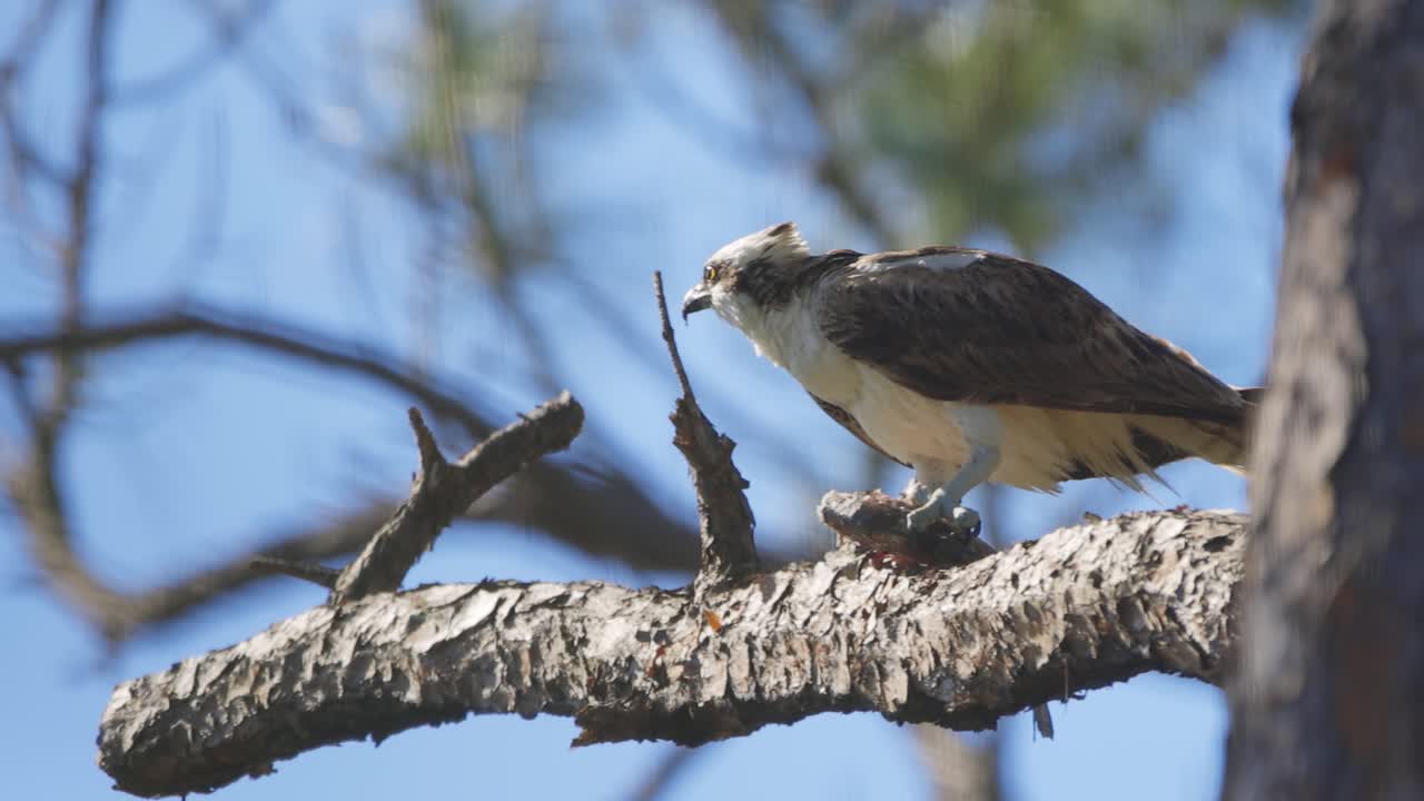 나무 가지 에 있는 물고기 를 먹고 있는 오스프레이