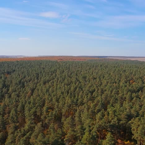 Flying over the autumn forest