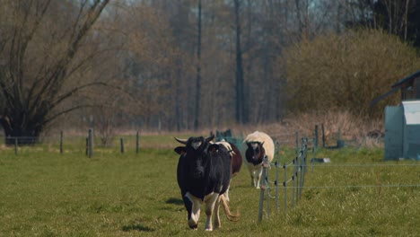 Eine-Kleine-Rasse-Von-Bretonne-Pie-Noir-Kühen,-Die-Um-Den-Zaun-Herumgehen,-Um-Zu-Grasen