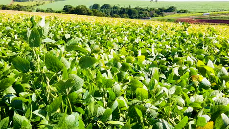 Green-soya-bean-plants-in-growth-at-field