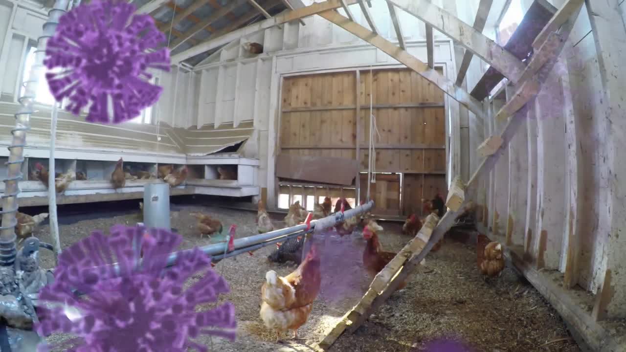 ⁇ 집에서 먹는  ⁇ 에 대한 코로나19 세포