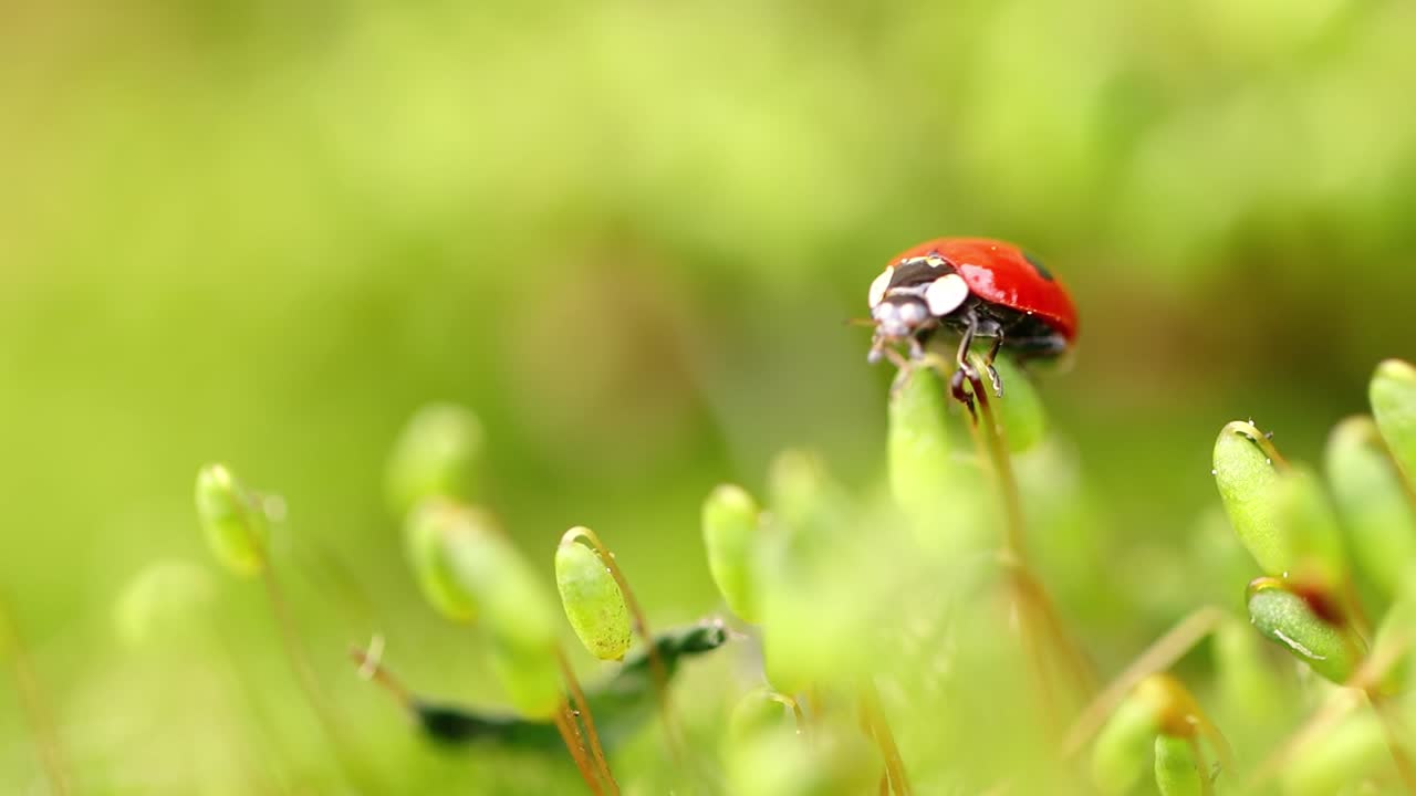 Close-up wildlife of a ladybug in the green grass in the forest