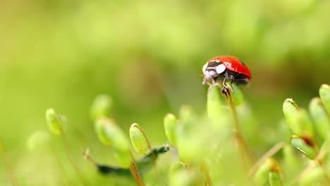 Close-up-wildlife-of-a-ladybug-in-the-green-grass-in-the-forest