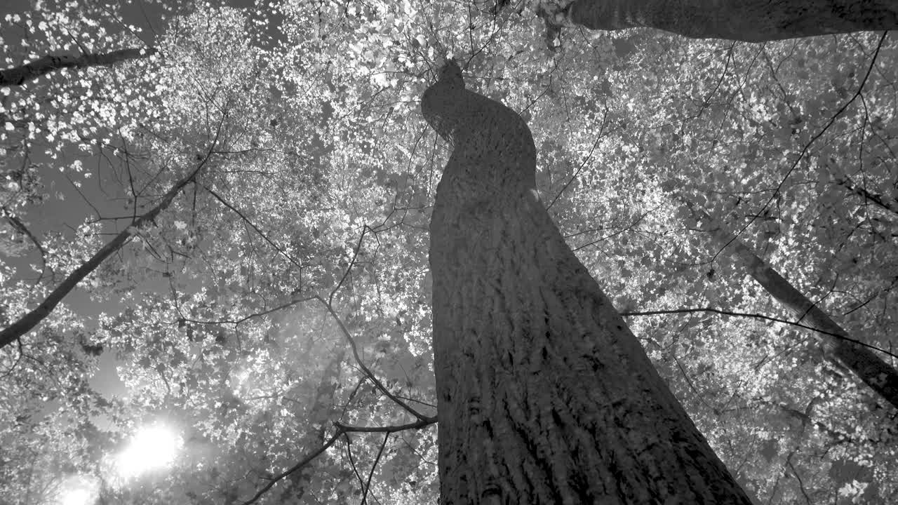 Black and White Trees Reaching for the Sky