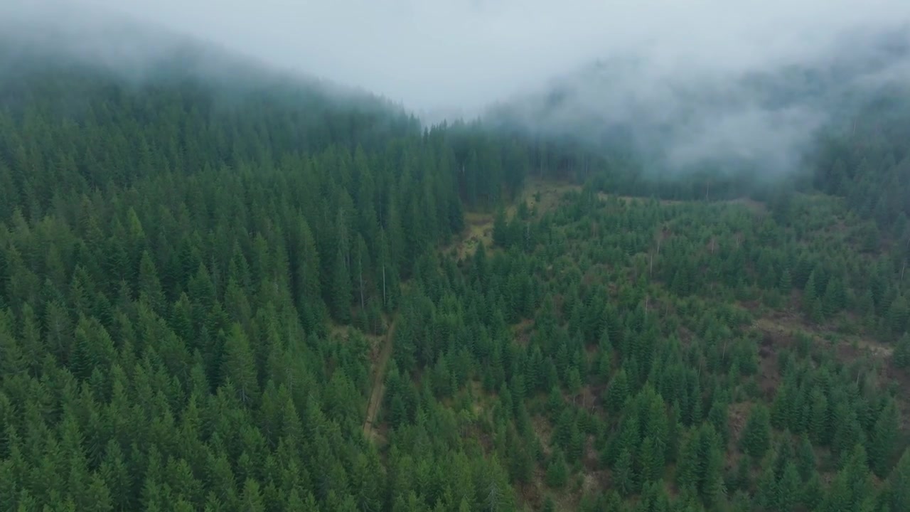 Дрон летит сквозь облака над густыми лесами гор Родна в Румынии, 4K.