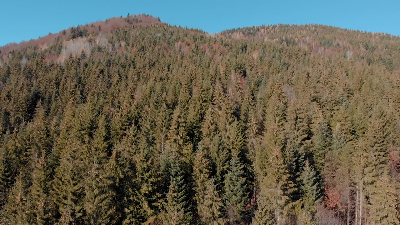 Aerial view overlooking mountainside spruce forest and leafless trees, sunny, autumn day - rising, drone shot,