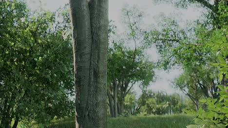 sunrise beam in the beautiful summer park