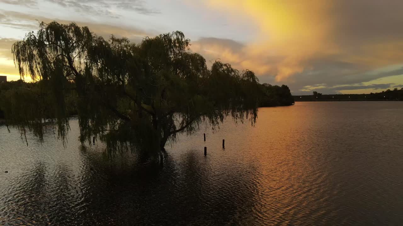 황금시간대에 강 한가운데 고립된 나무의 실루엣