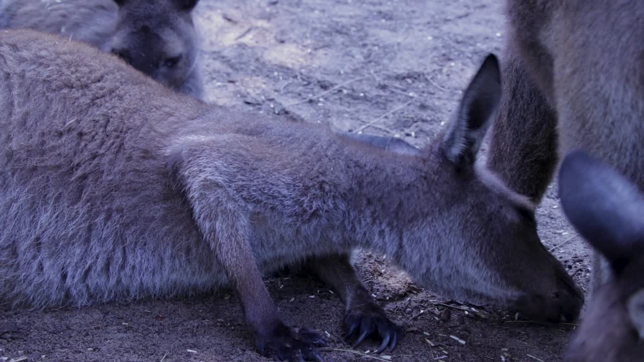Eastern grey kangaroo lying on the ground with other kangaroos eating small grass pieces during a hot summer afternoon.
