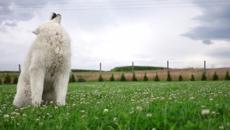 Una-Foto-Divertida-De-Un-Perro-Samoyedo-Torpe-Que-Falló-La-Pelota-En-Cámara-Lenta-En-El-Césped-Verde