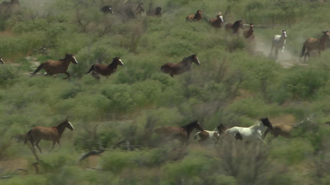 달리는 야생마의 공중 3