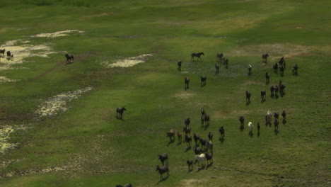 an aerial of wild horses running 3