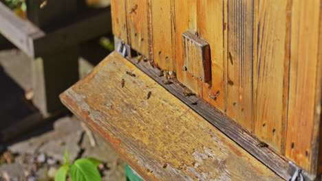 Bienen-Kehren-Zum-Bienenstock-Zurück