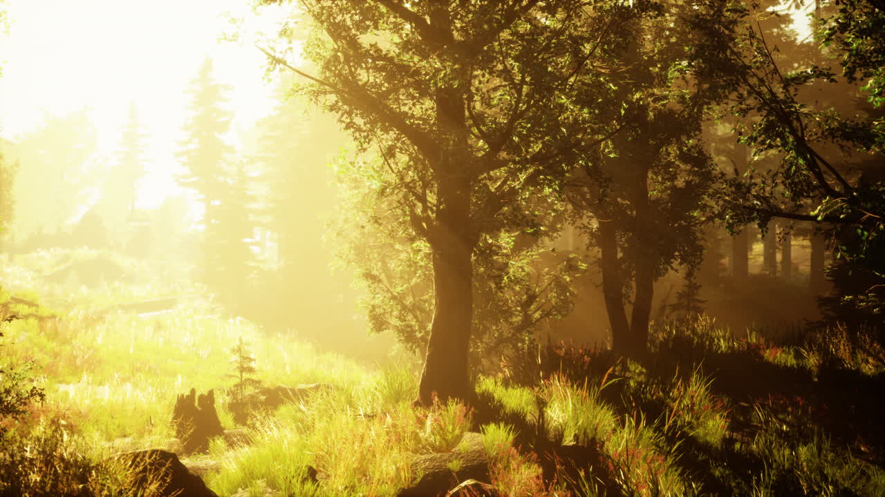 el sol se levanta en un bosque con niebla