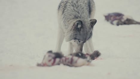 portrait of a gray wolf eat raw meat in the snow forest