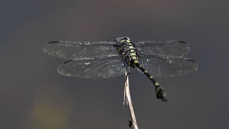 the common flangetail dragonfly is commonly seen in thailand and asia