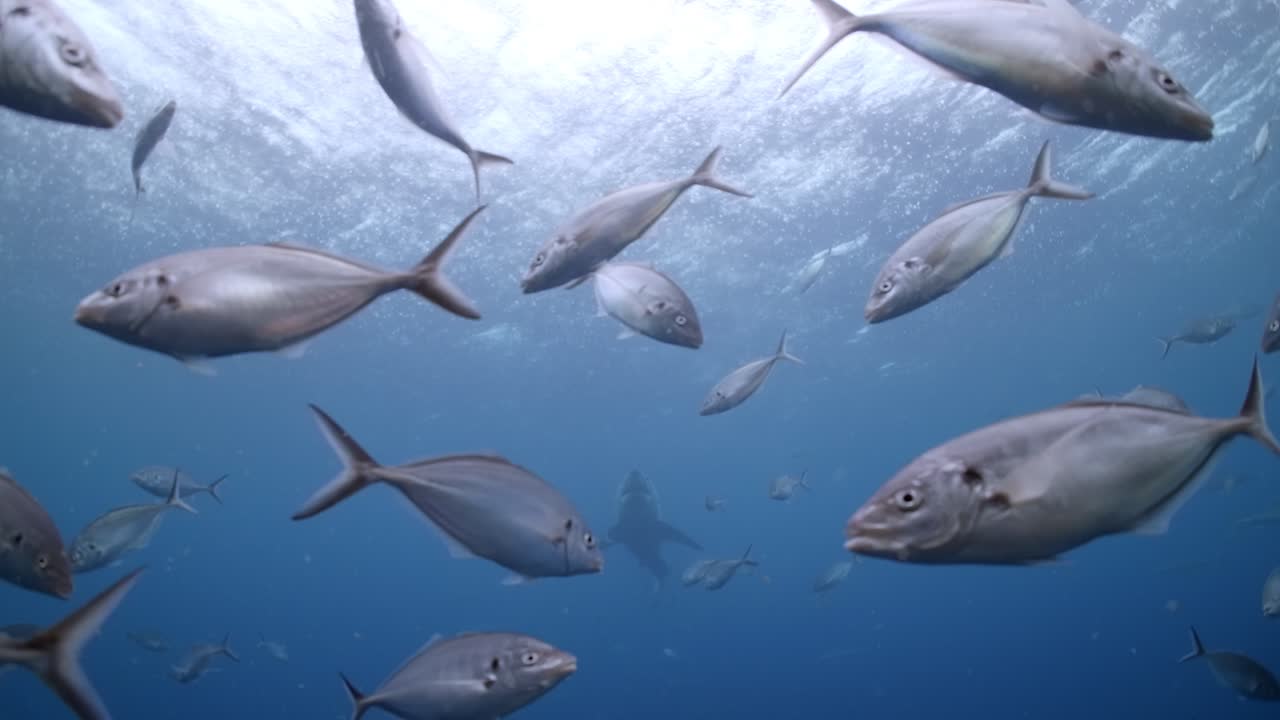 gran tiburón blanco con cicatrices de batalla carcharodon carcharias 4k primer plano de tiburón con cicatrices islas neptuno sur de australia
