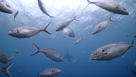 Gran-Tiburón-Blanco-Con-Cicatrices-De-Batalla-Carcharodon-Carcharias-4k-Primer-Plano-De-Tiburón-Con-Cicatrices-Islas-Neptuno-Sur-De-Australia