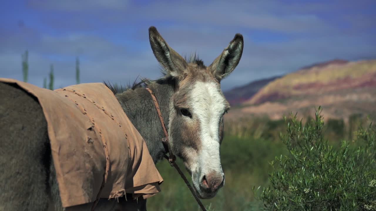 아르헨티나 주주이의 안데스 산맥에서 카메라를 쳐다보는 당나귀