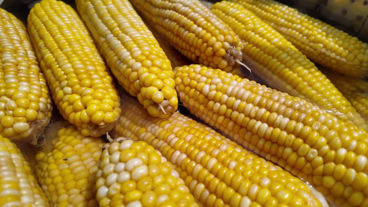 maíz fresco en la mazorca