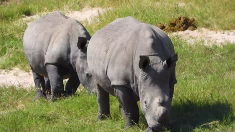 African-rhino-White-Rhinoceros-rhino-eating-green-grass-in-Kruger-national-park-South-Africa