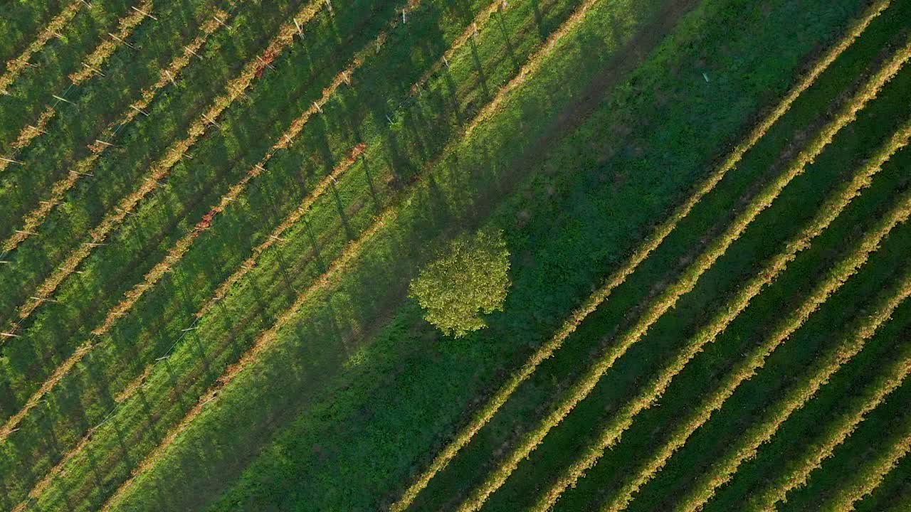 Aerial top down view of a tree and vinyards - raising up in circles
