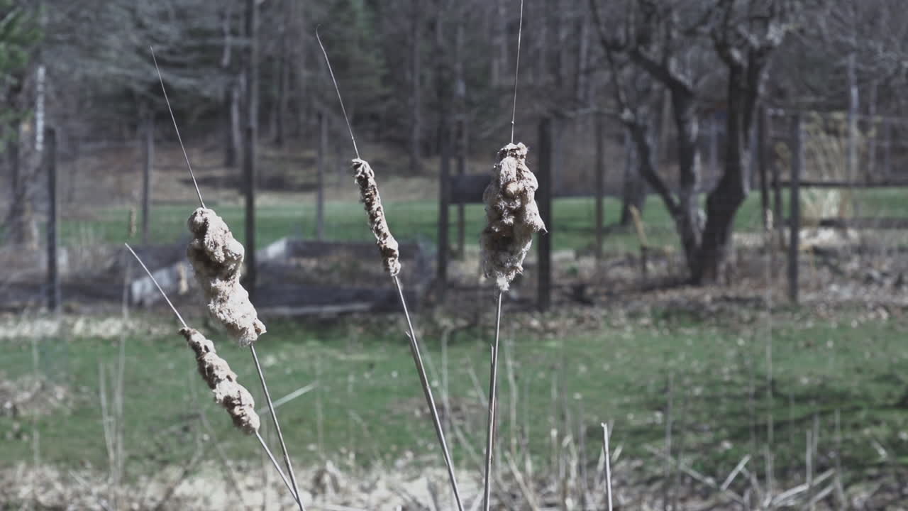 바람에 흔들리는 작은 고양이 꼬리 식물의 클로즈업 영상