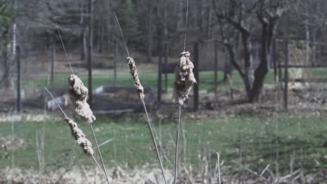 Close-up-footage-of-a-small-bunch-of-cat-tail-plants-swaying-in-the-wind