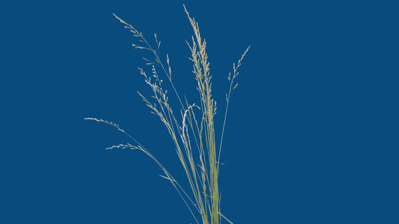 초록색 잔디가 전면으로 움직입니다. 파란색 화면 크로마 키 - 스 비디오