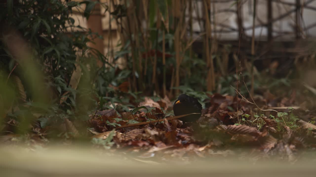 노란  ⁇ 수염을 가진 검은 새인 터두스 메 ⁇ 라 (turdus merula) 가 구름이 많은 날 숲 바닥에서 먹을 음식을 찾기 위해 건조한 잎을  ⁇ 고 있습니다.