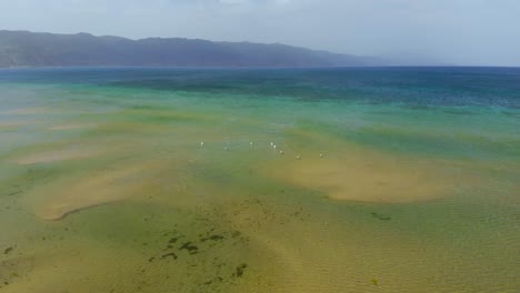 aves migratorias alimentándose de aguas poco profundas de la orilla del lago ohrid en la mañana de otoño