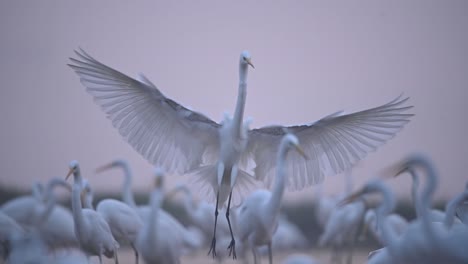 Silberreiher-Landet-Im-Vogelschwarm-Im-Sonnenaufgang-Des-Winters