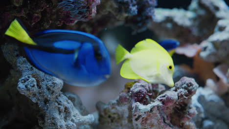 Asiatisches-Mädchen,-Das-Fische-Im-Aquarium-Betrachtet.-Neugieriges-Kind,-Das-Bunte-Meereslebewesen-Beobachtet,-Die-Im-Aquarium-Schwimmen.-Es-Lernt-Etwas-über-Meerestiere-Im-Unterwasser-Ökosystem.-Neugieriges-Kind-Im-Ozeanarium