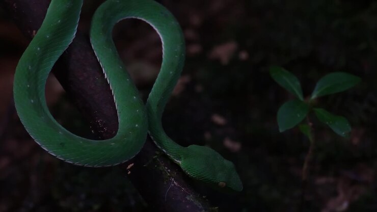 Very close capture of the Vogel's Pit Viper Trimeresurus vogeli while the camera zooms out, Thailand