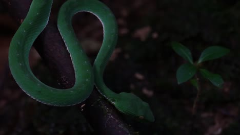 very close capture of the vogel's pit viper trimeresurus vogeli while the camera zooms out, thailand