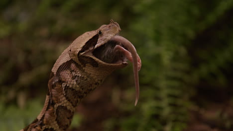 víbora gaboon comiendo presa cabeza primero con la cola saliendo de la boca - perfil lateral