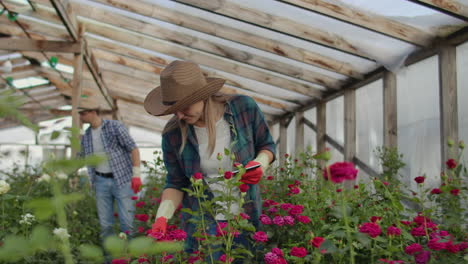 Worker-with-tablet-near-rose-in-greenhouse.-Two-Beautiful-young-smiling-girl-and-man-worker-with-tablet-near-rose-in-greenhouse.-Concept