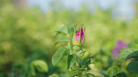 view of closed pink rose bud in garden with blurred background