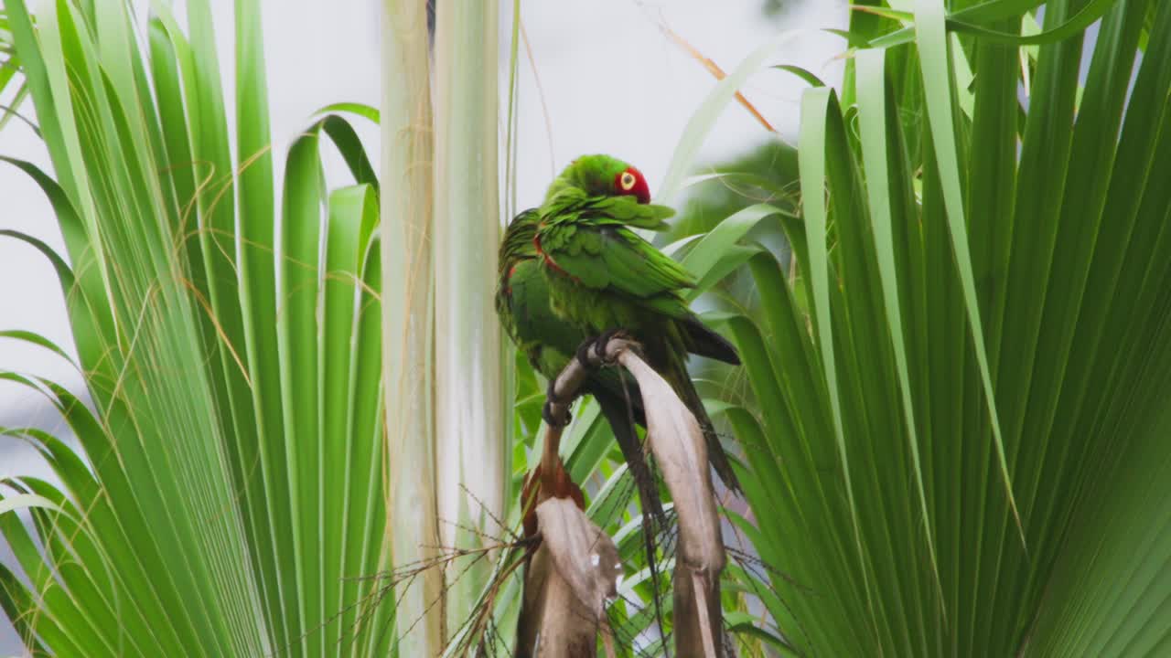 A green parrot perched on a palm tree branch with vibrant green foliage in the background