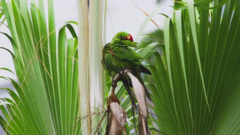 a green parrot perched on a palm tree branch with vibrant green foliage in the background