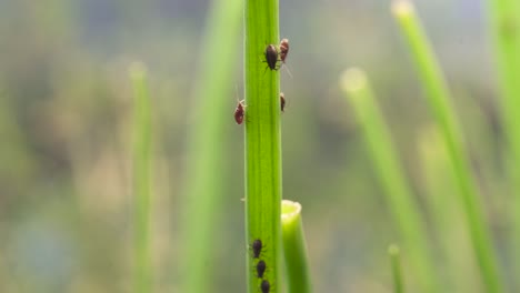 small sap-sucking insects - aphid aphidoidea on green chive herbs