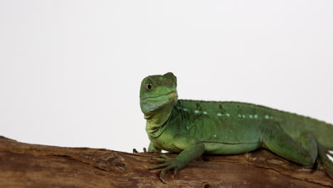 Basilisk-jesus-lizard-looking-around-frame---isolated-on-white-background