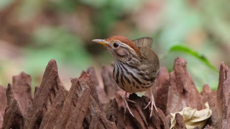 visto en la parte superior de alguna madera dentada mirando hacia la cámara y alrededor, balbuceador de garganta hinchada o balbuceante manchado pellorneum ruficeps, tailandia