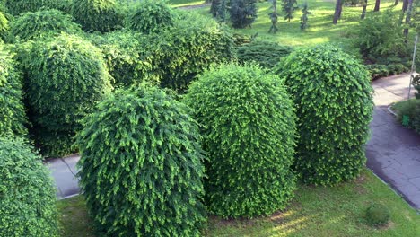 slider panorama shot a large green leafy topiary trees in the park. landscape design of the summer park.