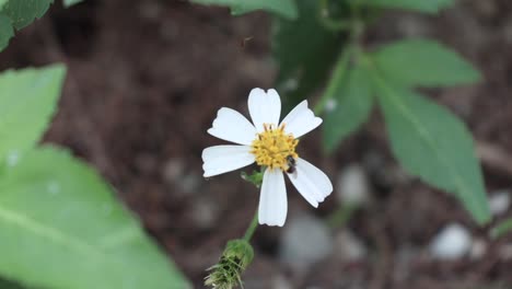 a white flower being eaten its sweetness from yellow carpels by a bee